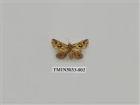 藏品(夜蛾689)的圖片